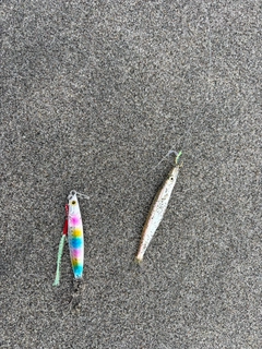 カマスの釣果
