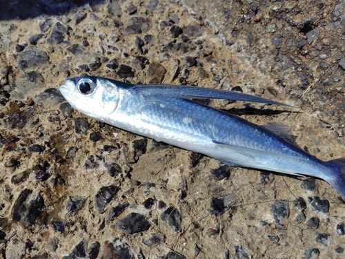 トビウオの釣果