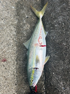 イナダの釣果