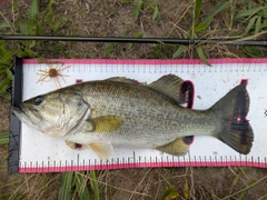 ブラックバスの釣果