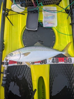 イナダの釣果
