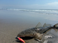 コチの釣果