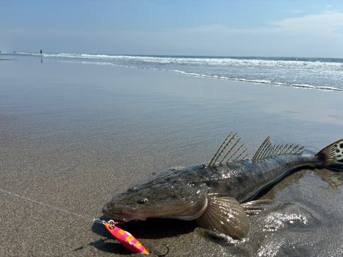 コチの釣果
