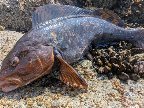 アイナメの釣果