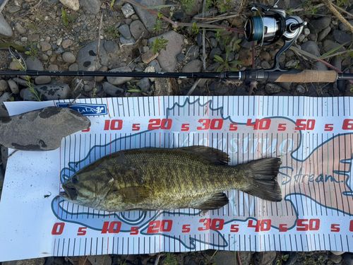 スモールマウスバスの釣果