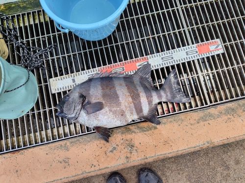 イシダイの釣果