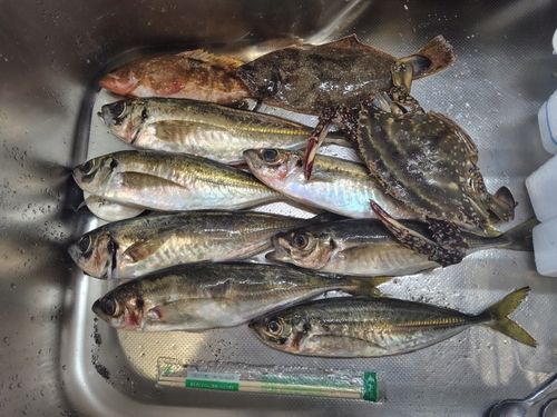 アジの釣果
