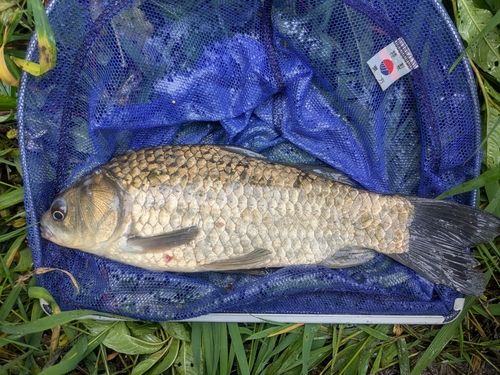 フナの釣果