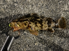 タケノコメバルの釣果