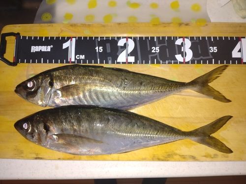 アジの釣果