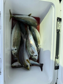 マアジの釣果