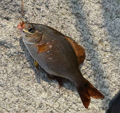 ウミタナゴの釣果