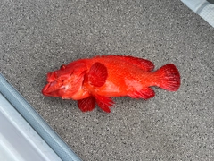 アザハタの釣果