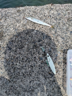 カマスの釣果