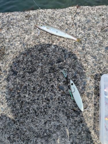 カマスの釣果