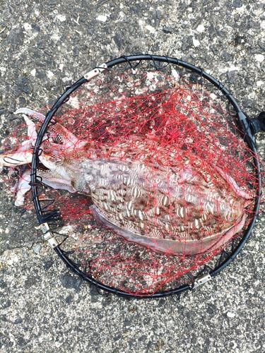 コウイカの釣果