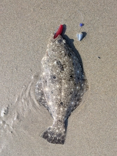 ヒラメの釣果