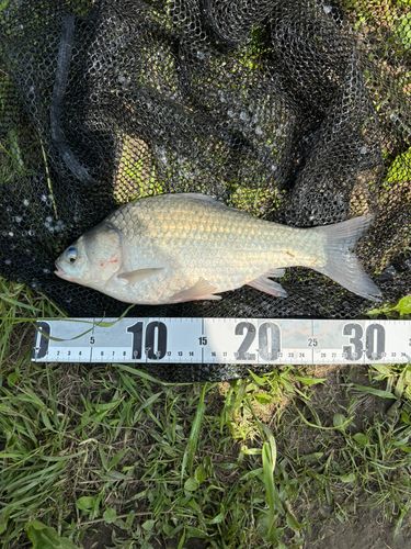 ヘラブナの釣果