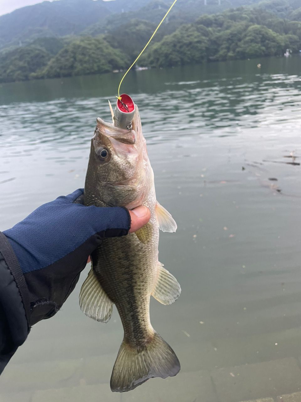 SHIMANO 18ワールドシャウラ 1651FF-3の最安値・インプレ・釣果 | 本音