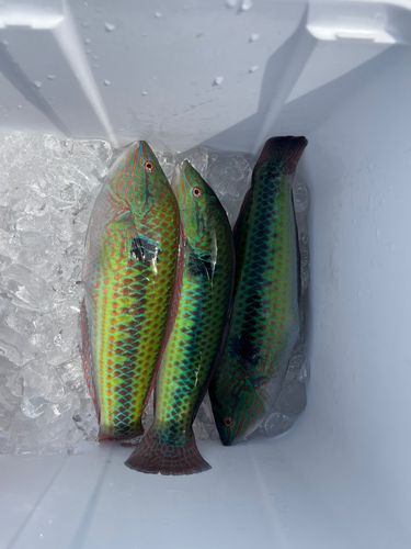 キュウセンの釣果