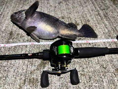 クロソイの釣果