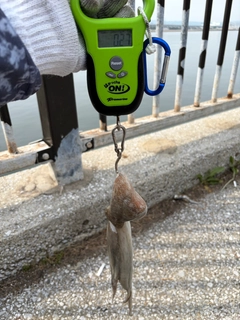 タコの釣果