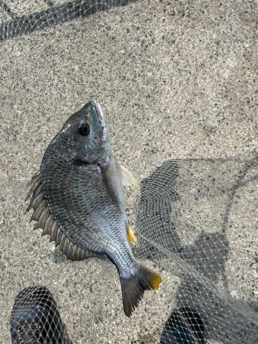 キビレの釣果