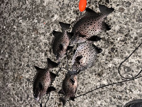 イシガキダイの釣果