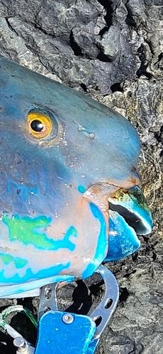 アオブダイの釣果