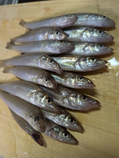 キスの釣果
