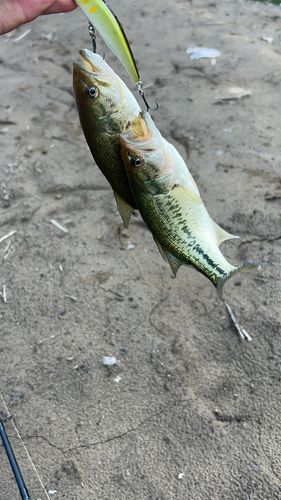 ブラックバスの釣果