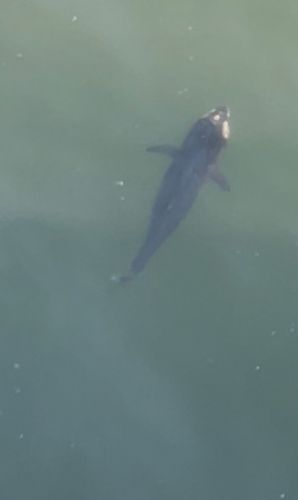 クロマグロの釣果