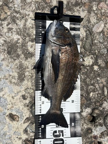 クロダイの釣果