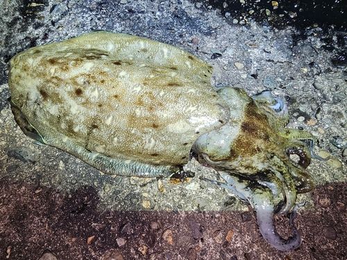 モンゴウイカの釣果