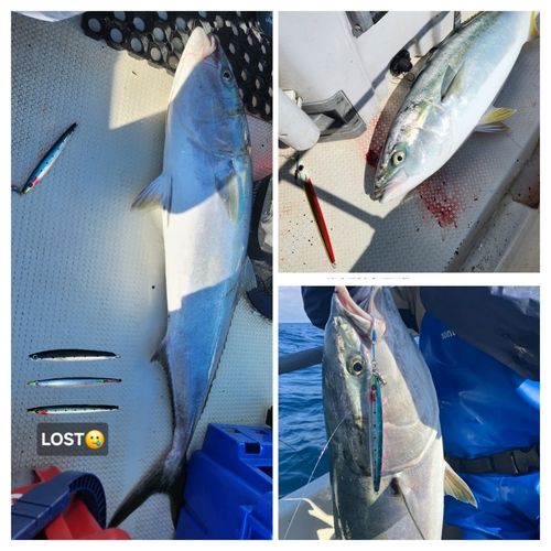 ブリの釣果