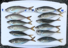 アジの釣果