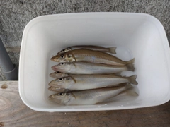 キスの釣果