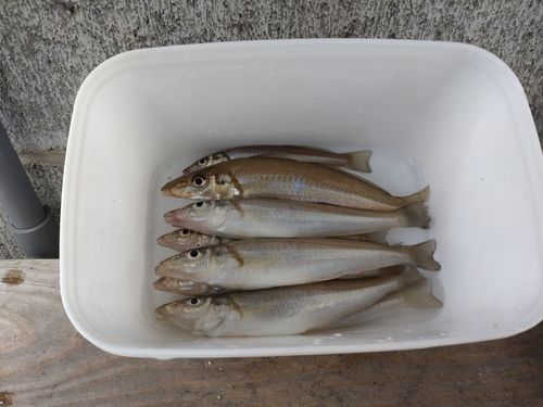 キスの釣果