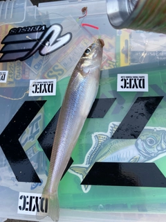 シロギスの釣果