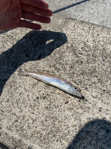 シロギスの釣果