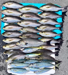 イサキの釣果