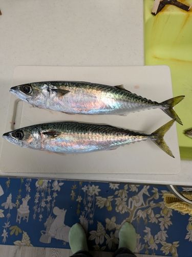 サバの釣果