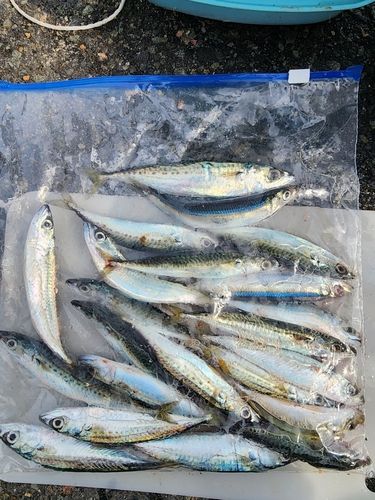 サバの釣果