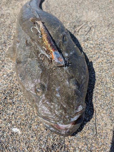 マゴチの釣果