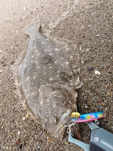 ヒラメの釣果