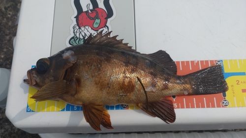 アカメバルの釣果