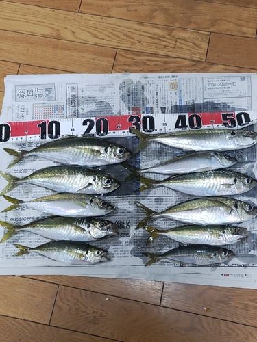 アジの釣果