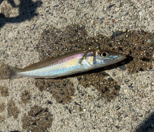 シロギスの釣果