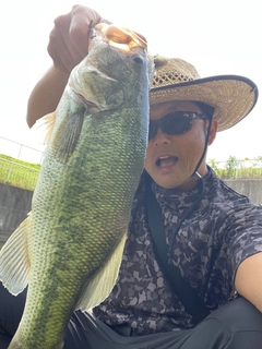 ブラックバスの釣果