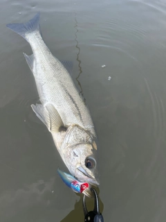 フッコ（マルスズキ）の釣果